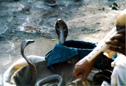 snake pit.jpg